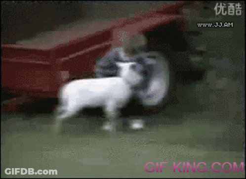 A Gif Of A Man Holding A Sheep With The Website Gif-King.com In The Bottom Right Corner GIF