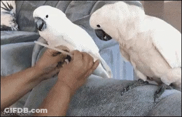 A Gif Of A Person Feeding A White Parrot With The Website 4Gifs.com Visible GIF