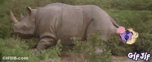 A Gif Of A Rhino Blowing A Pink Bubble With The Words Gif Jif Below It GIF