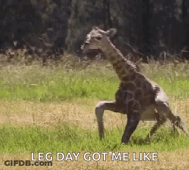 A Giraffe Is Running In A Field With The Words `` Leg Day Got Me Like '' Written On It . GIF