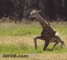 A Giraffe Is Running In A Field With The Words `` Me '' Written On It . GIF