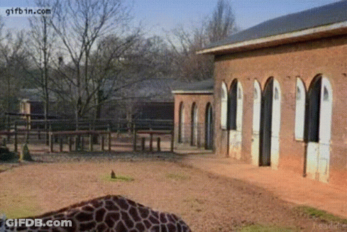 A Giraffe Is Standing In Front Of A Brick Building With The Website Gifbin.com At The Bottom GIF