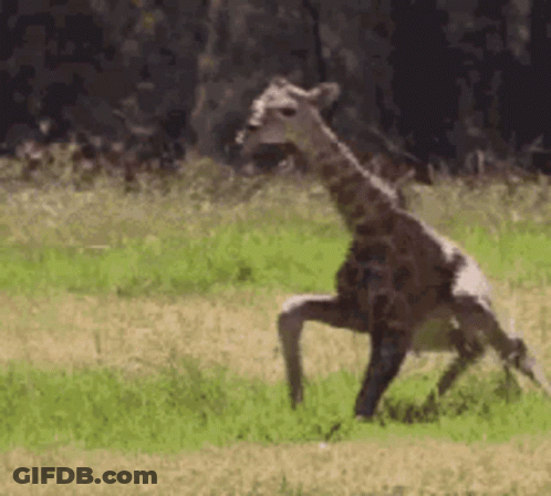 A Giraffe Is Standing On Its Hind Legs In A Field . GIF
