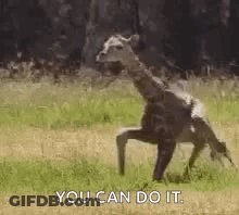 A Giraffe Is Standing On Its Hind Legs In A Field With The Words `` You Can Do It '' . GIF