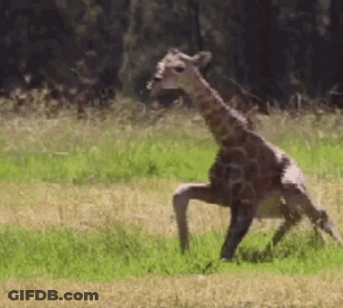 A Giraffe Is Standing On Its Hind Legs In A Grassy Field . GIF