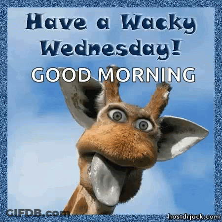 A Giraffe Is Sticking Its Tongue Out And Says Have A Wacky Wednesday Good Morning . GIF