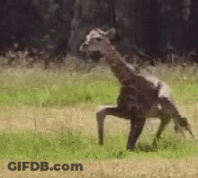 A Giraffe Standing On Its Hind Legs In A Field . GIF