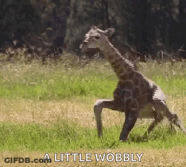 A Giraffe Standing On Its Hind Legs In A Field With The Words A Little Wobbly Above It . GIF