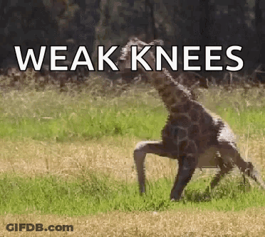 A Giraffe Standing On Its Hind Legs With The Words " Weak Knees " Below It GIF