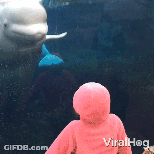 A Girl In A Pink Hoodie Looks At A Dolphin In A Tank With The Words Viralhog Written On The Bottom GIF