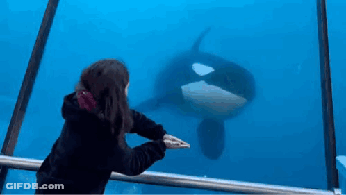A Girl Is Looking At A Killer Whale Through A Glass Fence . GIF