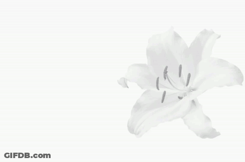 A Girl With Long Black Hair Is Holding A Bouquet Of Flowers Next To A Letter S GIF