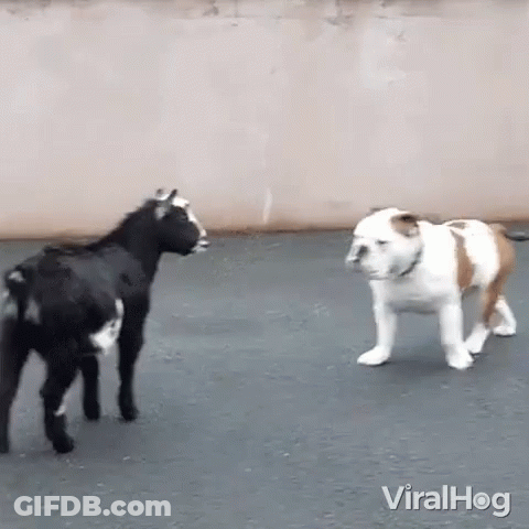 A Goat And A Dog Are Standing Next To Each Other On A Street . GIF