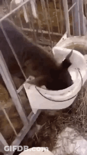 A Goat Is Eating From A White Bucket In A Pen . GIF