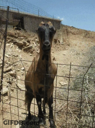 A Goat Is Standing Behind A Wire Fence And Looking At The Camera GIF