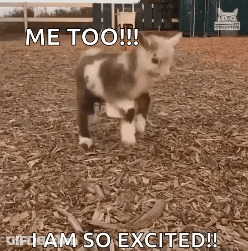 A Goat Is Standing In A Pile Of Wood Chips And Says Me Too I Am So Excited GIF