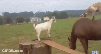 A Goat Is Standing On Top Of A Stump Next To A Horse In A Field . GIF