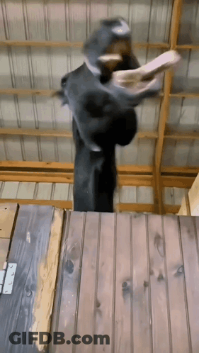 Goat Standing On Wooden Table GIF
