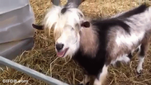 A Goat Is Sticking Its Tongue Out While Standing In A Hay Covered Area . GIF
