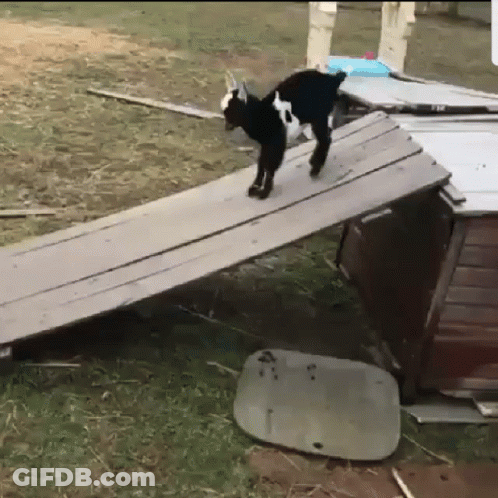 A Goat Is Walking Down A Wooden Ramp In A Field GIF
