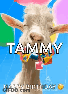 A Goat Is Wearing A Bow Tie And Balloons In Its Mouth . GIF