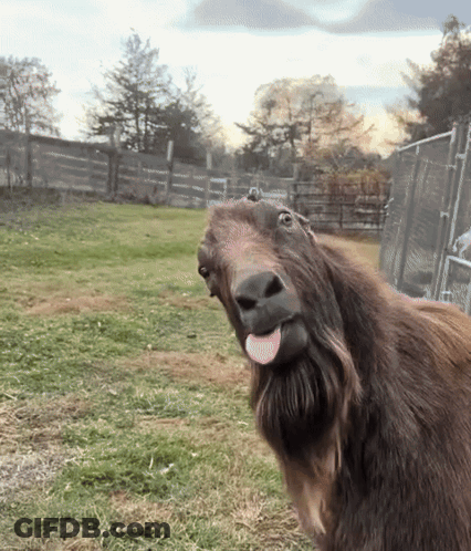 A Goat Sticking Out Its Tongue In A Field GIF