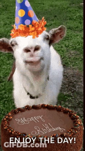 A Goat Wearing A Party Hat Standing Next To A Birthday Cake GIF