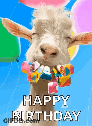 A Goat With Balloons And Streamers In Its Mouth Says Happy Birthday GIF