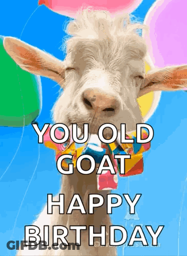 A Goat With Balloons Around Its Neck Is Wearing A Bow Tie . GIF