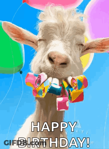 A Goat With Balloons In Its Mouth And The Words Happy Birthday On The Bottom GIF