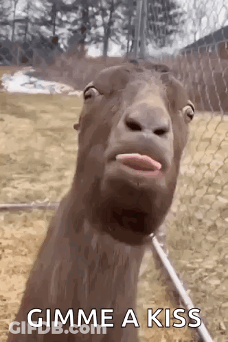 A Goat With Its Tongue Out And The Words `` Gimme A Kiss '' Written Below It . GIF