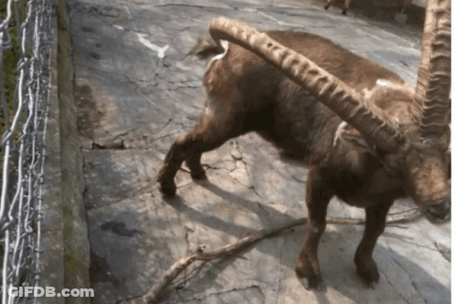 A Goat With Very Long Horns Standing On A Rocky Surface GIF