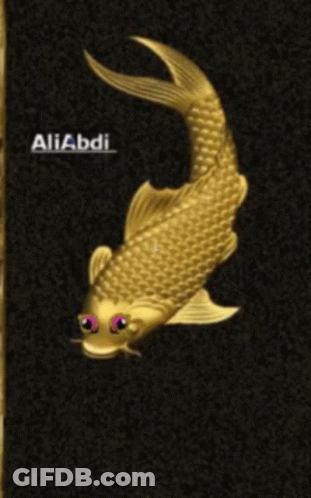 A Gold Fish Is On A Black Background With The Name Aliabdi On It GIF