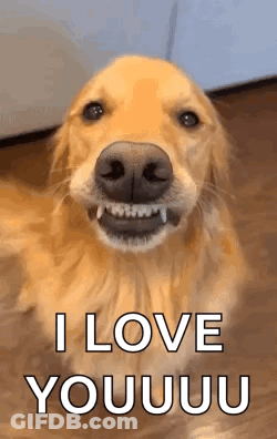 A Golden Retriever Dog Is Smiling And Saying `` I Love You '' . GIF