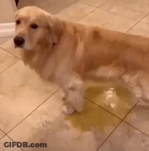 A Golden Retriever Dog Is Standing On A Tiled Floor Next To A Puddle Of Yellow Liquid . GIF