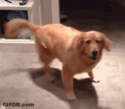 A Golden Retriever Dog Is Standing On Its Hind Legs In A Room . GIF