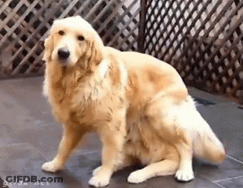 A Golden Retriever Is Sitting On A Tiled Floor In Front Of A Fence . GIF