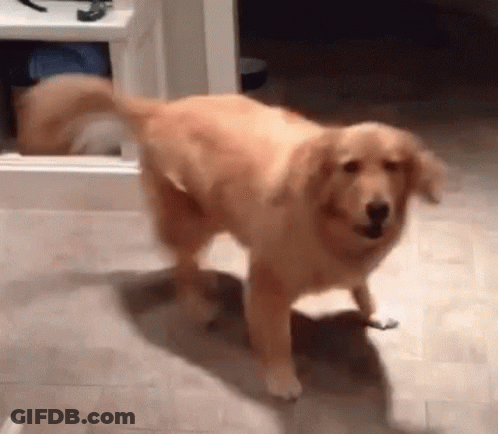A Golden Retriever Is Standing On Its Hind Legs In A Room . GIF