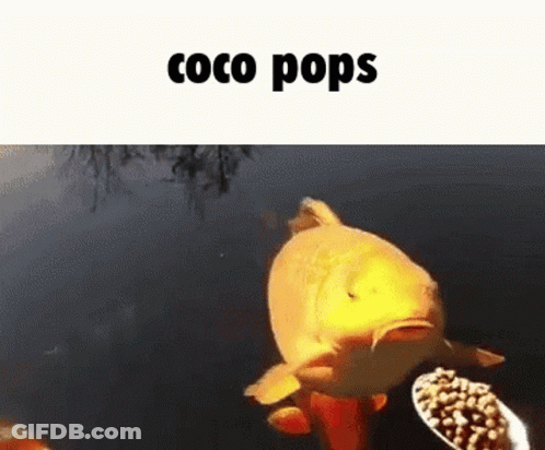 A Goldfish Is Eating A Spoon Of Coco Pops GIF
