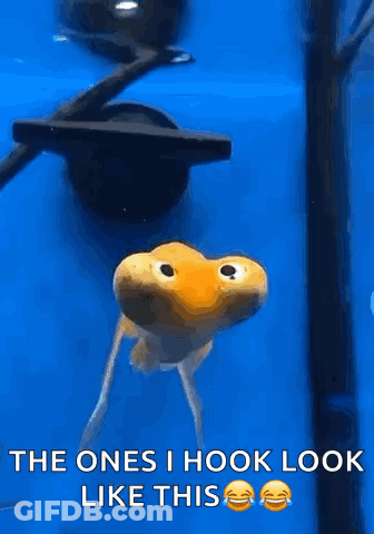 A Goldfish Is Swimming In A Blue Tank And Says The Ones I Hook Look Like This . GIF