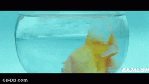 A Goldfish Is Swimming In A Bowl Of Water In A Person 'S Hand . GIF
