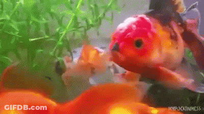 A Goldfish Is Swimming In A Tank With Other Fish . GIF