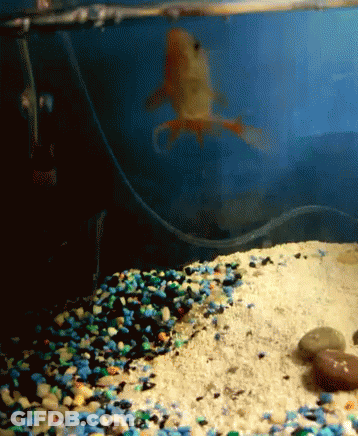 A Goldfish Is Swimming In A Tank With Sand And Blue Rocks GIF
