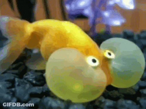 A Goldfish With Big Eyes Is Swimming In An Aquarium . GIF