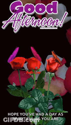 A Good Afternoon Card With Roses And A Butterfly GIF