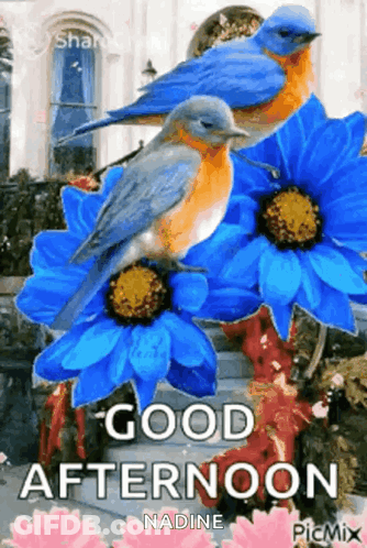 A Good Afternoon Greeting Card With Birds And Blue Flowers . GIF