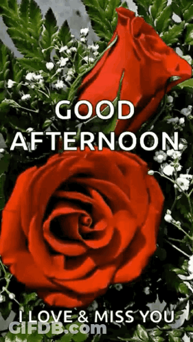 A Good Afternoon Greeting Card With Two Red Roses GIF