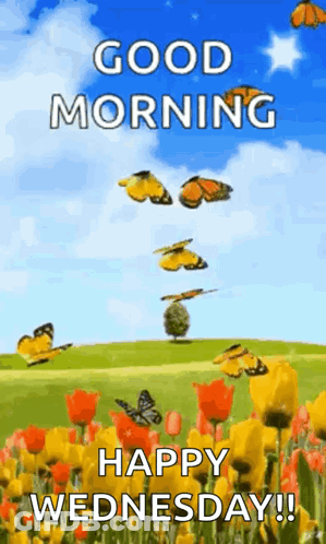 A Good Morning And Happy Wednesday Greeting Card With Butterflies Flying Over A Field Of Flowers GIF