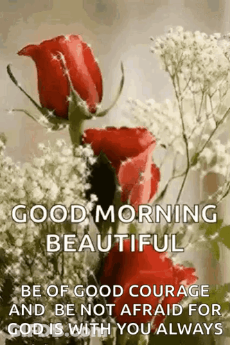 A Good Morning Beautiful Message With Red Roses And Baby 'S Breath GIF