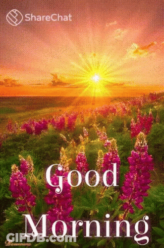 A Good Morning Card With A Field Of Purple Flowers And A Sunset In The Background GIF
